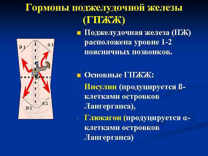 Гормоны поджелудочной железы (ГПЖЖ) n Поджелудочная железа (ПЖ) расположена уровне 1 -2 поясничных позвонков.