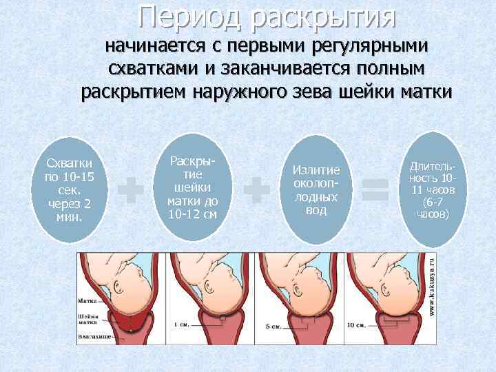 Период раскрытия начинается с первыми регулярными схватками и заканчивается полным раскрытием наружного зева шейки