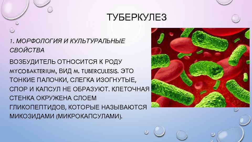 ТУБЕРКУЛЕЗ 1. МОРФОЛОГИЯ И КУЛЬТУРАЛЬНЫЕ СВОЙСТВА ВОЗБУДИТЕЛЬ ОТНОСИТСЯ К РОДУ MYCOBAKTERIUM, ВИД M. TUBERCULESIS.