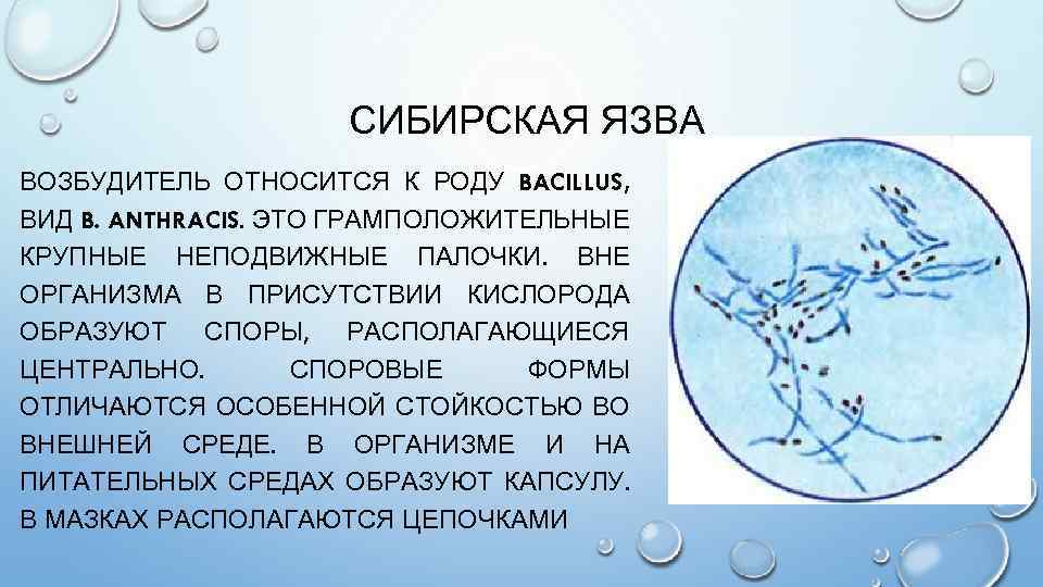 СИБИРСКАЯ ЯЗВА ВОЗБУДИТЕЛЬ ОТНОСИТСЯ К РОДУ BACILLUS, ВИД B. ANTHRACIS. ЭТО ГРАМПОЛОЖИТЕЛЬНЫЕ КРУПНЫЕ НЕПОДВИЖНЫЕ