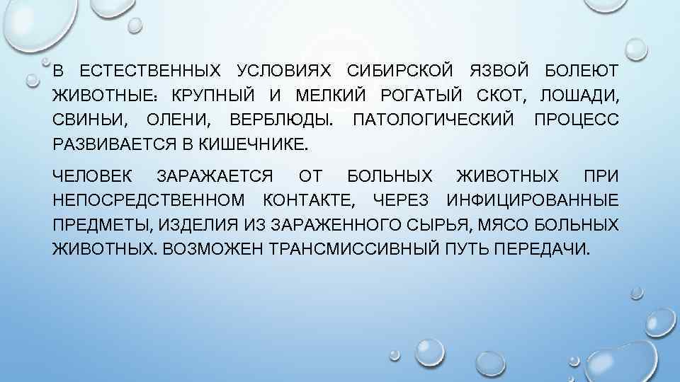 В ЕСТЕСТВЕННЫХ УСЛОВИЯХ СИБИРСКОЙ ЯЗВОЙ БОЛЕЮТ ЖИВОТНЫЕ: КРУПНЫЙ И МЕЛКИЙ РОГАТЫЙ СКОТ, ЛОШАДИ, СВИНЬИ,