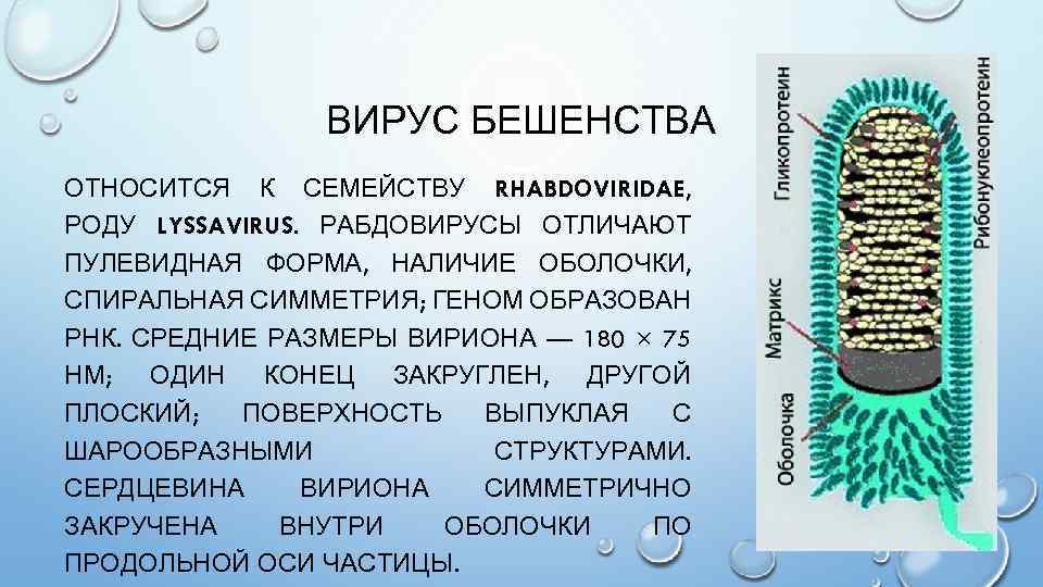 ВИРУС БЕШЕНСТВА ОТНОСИТСЯ К СЕМЕЙСТВУ RHABDOVIRIDAE, РОДУ LYSSAVIRUS. РАБДОВИРУСЫ ОТЛИЧАЮТ ПУЛЕВИДНАЯ ФОРМА, НАЛИЧИЕ ОБОЛОЧКИ,