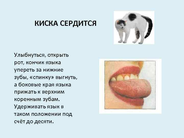 КИСКА СЕРДИТСЯ Улыбнуться, открыть рот, кончик языка упереть за нижние зубы, «спинку» выгнуть, а