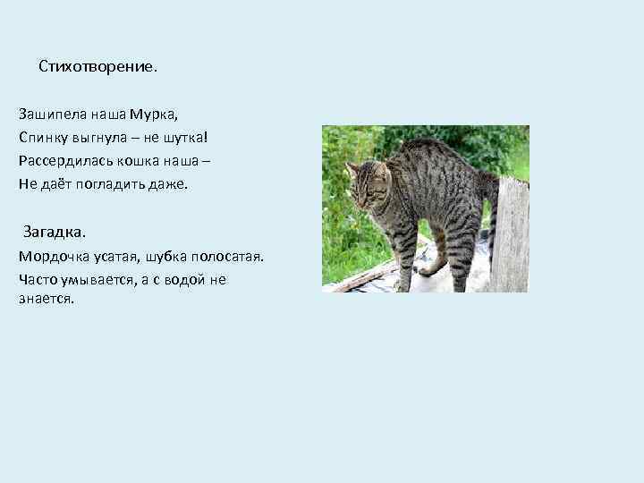 Стихотворение. Зашипела наша Мурка, Спинку выгнула – не шутка! Рассердилась кошка наша – Не