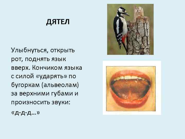 ДЯТЕЛ Улыбнуться, открыть рот, поднять язык вверх. Кончиком языка с силой «ударять» по бугоркам