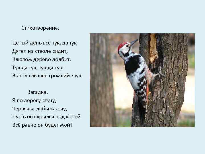 Стихотворение. Целый день всё тук, да тук. Дятел на стволе сидит, Клювом дерево долбит.