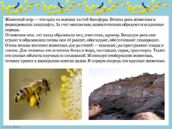 Животный мир — это одна из важных частей биосферы. Велика роль животных в формировании