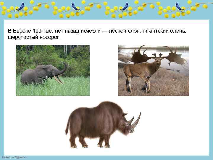 В Европе 100 тыс. лет назад исчезли — лесной слон, гигантский олень, шерстистый носорог.