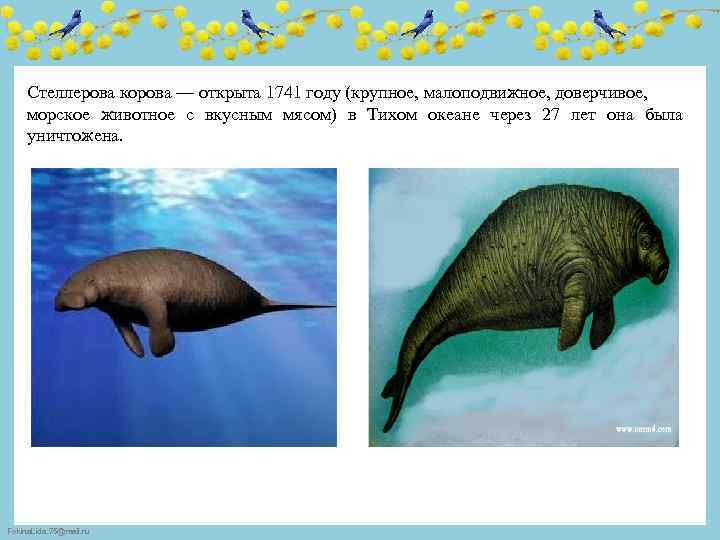 Стеллерова корова — открыта 1741 году (крупное, малоподвижное, доверчивое, морское животное с вкусным мясом)