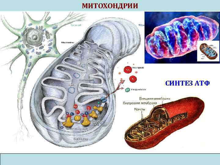 Митохондрия процесс клеточное дыхание. Синтез АТФ В митохондриях. Атмитохондрии строение. Синтез АТФ В митохондриях схема. Образование АТФ В митохондриях схема.
