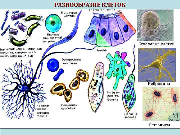 РАЗНООБРАЗИЕ КЛЕТОК Стволовые клетки Нейроциты Остеоциты 