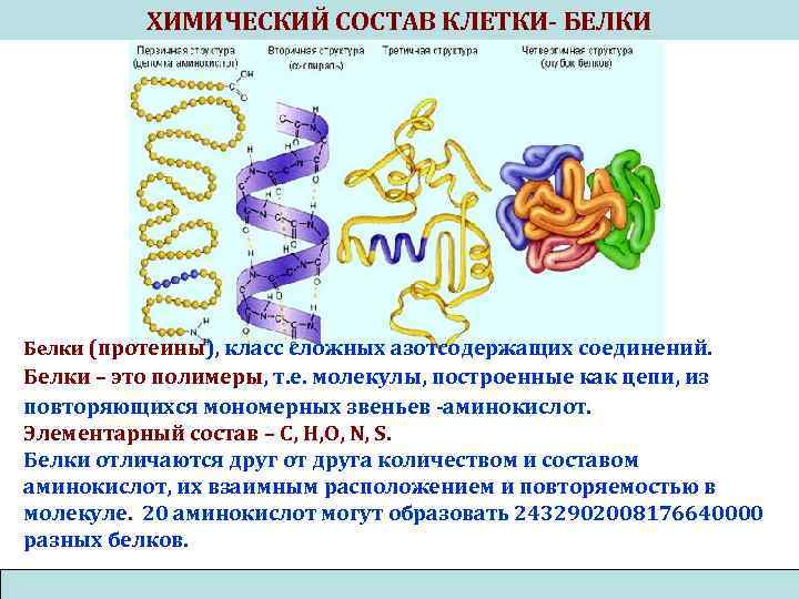 ХИМИЧЕСКИЙ СОСТАВ КЛЕТКИ- БЕЛКИ Белки (протеины), класс сложных азотсодержащих соединений. Белки – это полимеры,