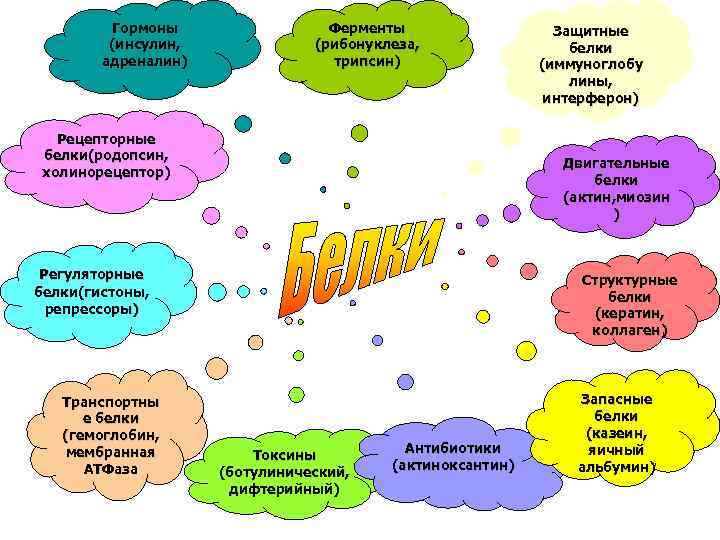 Гормоны (инсулин, адреналин) Ферменты (рибонуклеза, трипсин) Рецепторные белки(родопсин, холинорецептор) Двигательные белки (актин, миозин )