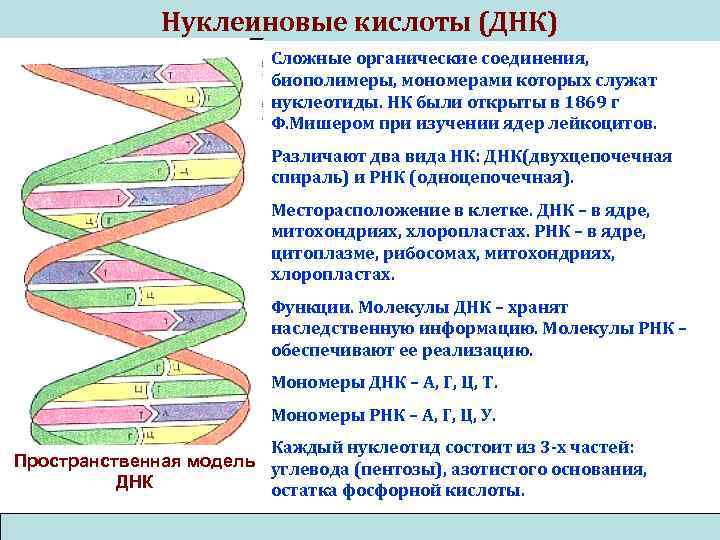 Нуклеиновые кислоты (ДНК) Сложные органические соединения, биополимеры, мономерами которых служат нуклеотиды. НК были открыты