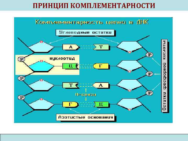 ПРИНЦИП КОМПЛЕМЕНТАРНОСТИ 