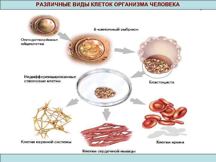 Виды клеток