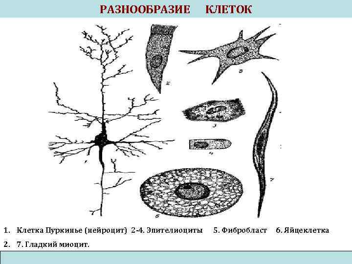 РАЗНООБРАЗИЕ 1. Клетка Пуркинье (нейроцит) 2 -4. Эпителиоциты 2. 7. Гладкий миоцит. КЛЕТОК 5.