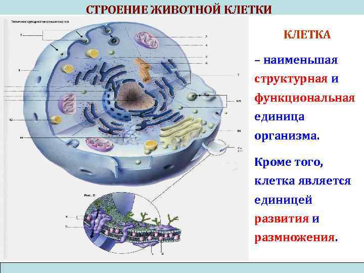 СТРОЕНИЕ ЖИВОТНОЙ КЛЕТКИ КЛЕТКА – наименьшая структурная и функциональная единица организма. Кроме того, клетка