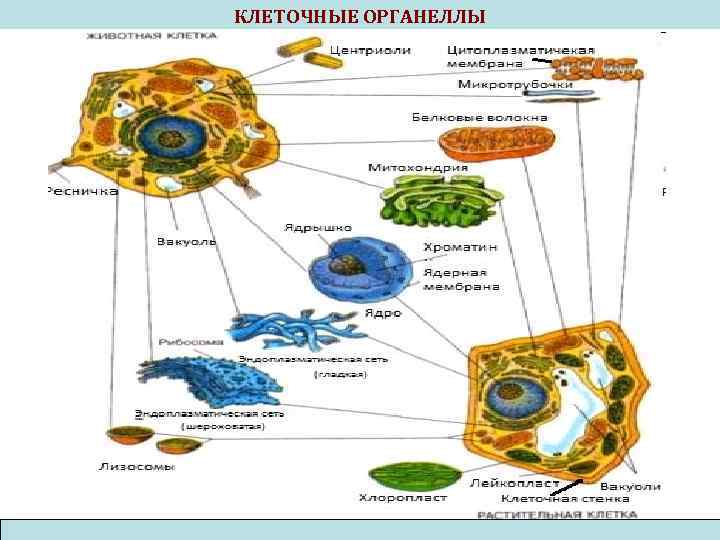 КЛЕТОЧНЫЕ ОРГАНЕЛЛЫ 