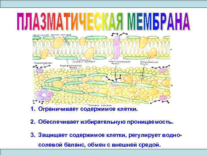 1. Ограничивает содержимое клетки. 2. Обеспечивает избирательную проницаемость. 3. Защищает содержимое клетки, регулирует водносолевой