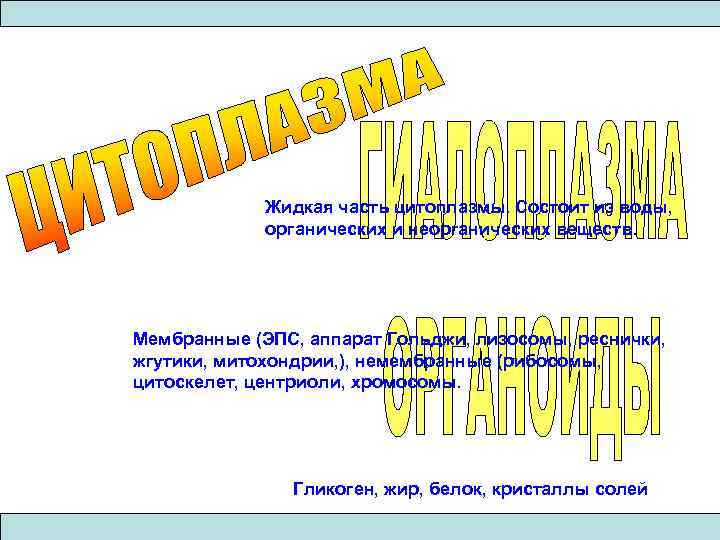 Жидкая часть цитоплазмы. Состоит из воды, органических и неорганических веществ. Мембранные (ЭПС, аппарат Гольджи,