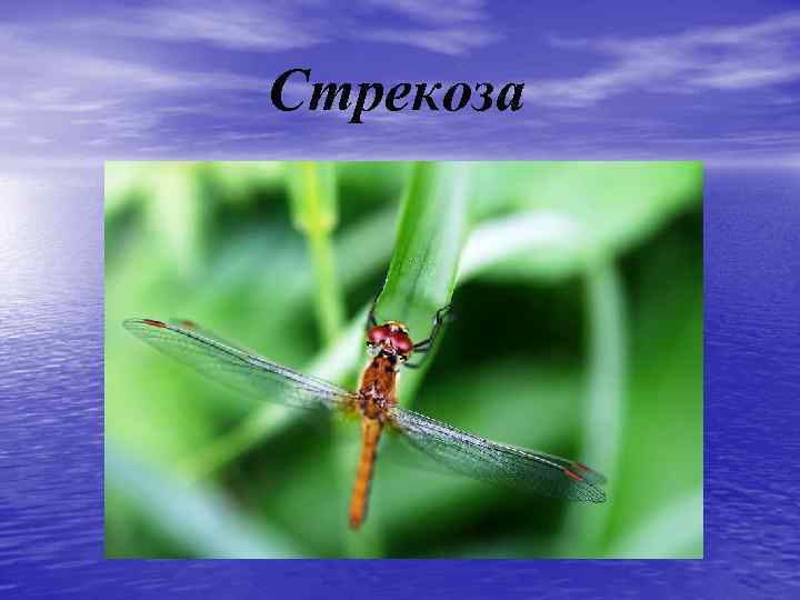Стрекоза 