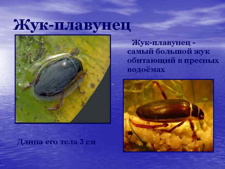 Жук-плавунец самый большой жук обитающий в пресных водоёмах Длина его тела 3 см 
