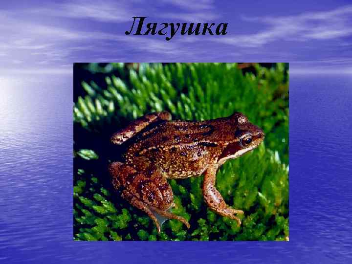 Лягушка 