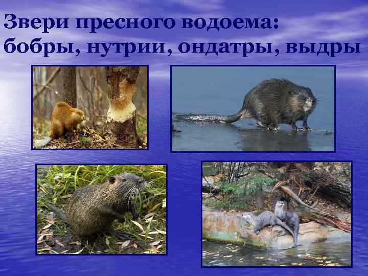 Звери пресного водоема: бобры, нутрии, ондатры, выдры 