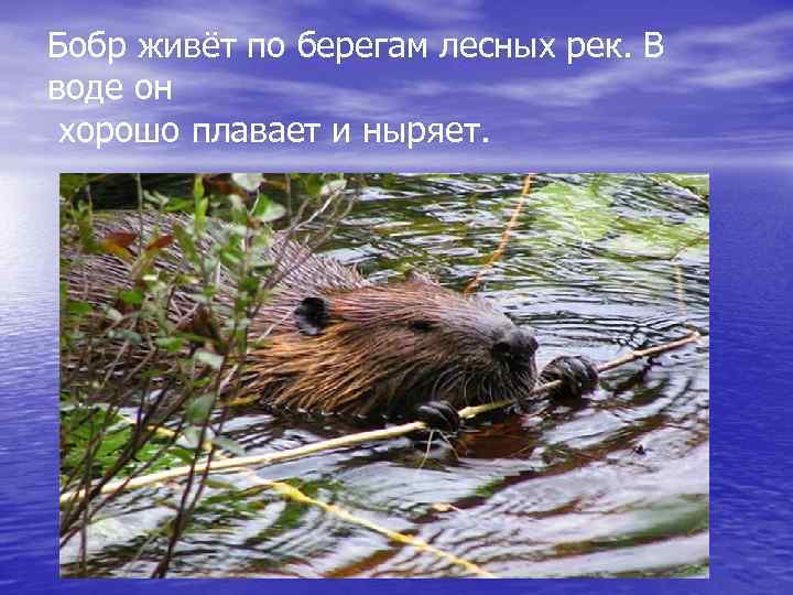 Бобр живёт по берегам лесных рек. В воде он хорошо плавает и ныряет. 