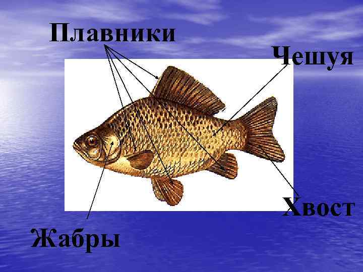 Плавники Чешуя Хвост Жабры 