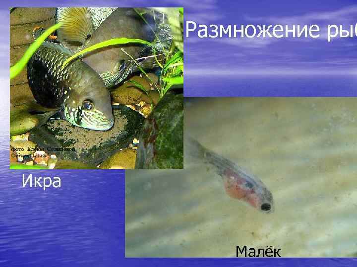 Размножение рыб Икра Малёк 