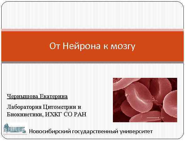 От Нейрона к мозгу Чернышова Екатерина Лаборатория Цитометрии и Биокинетики, ИХКГ СО РАН Новосибирский