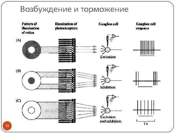 Возбуждение и торможение 10 