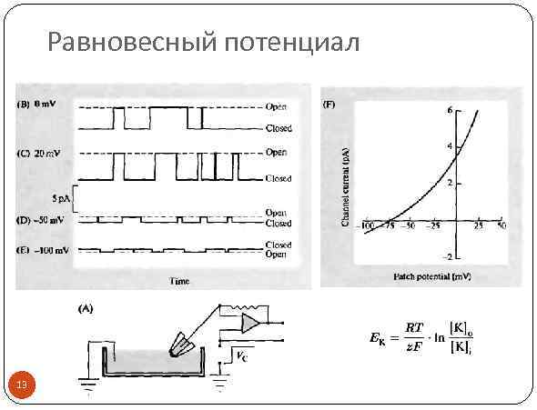 Равновесный потенциал 13 