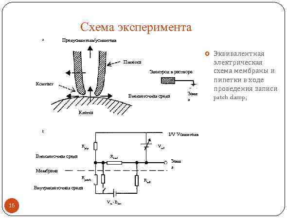 Схема эксперимента Предусилитель/усилитель Пипетка Электрод в растворе Контакт Земл я Внеклеточная среда Клетка I/V