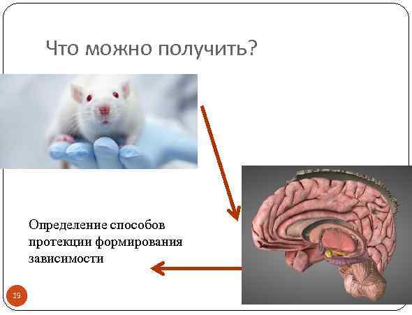 Что можно получить? Определение способов протекции формирования зависимости 19 