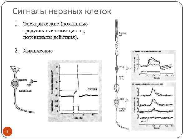 Сигналы нервных клеток 1. Электрические (локальные градуальные потенциалы, потенциалы действия). 2. Химические 3 