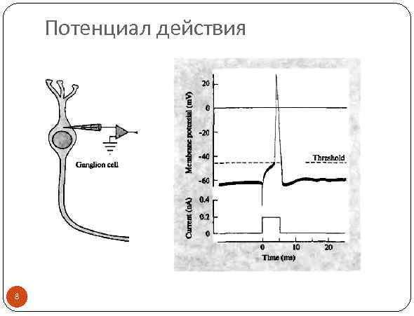 Потенциал действия 8 