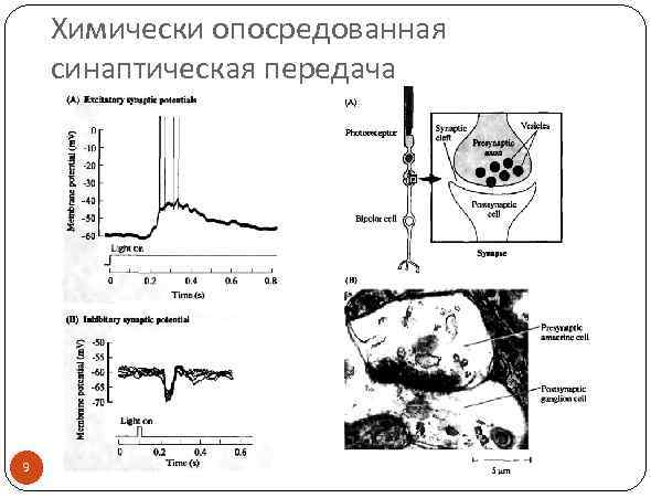 Химически опосредованная синаптическая передача 9 