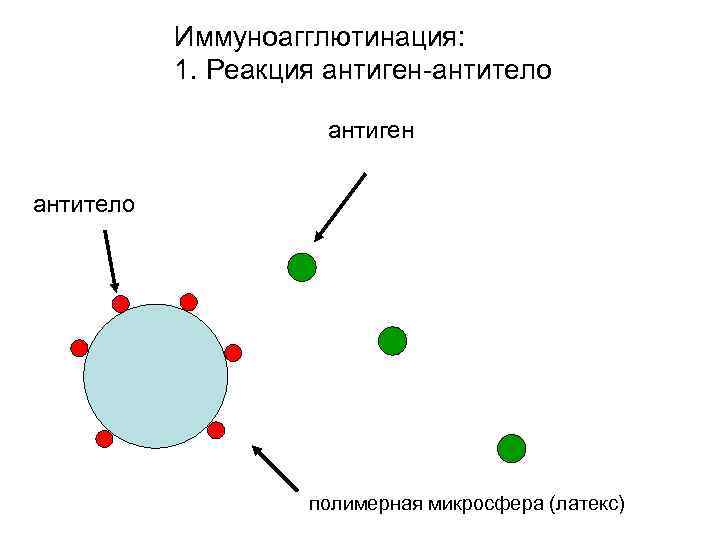 Иммуноагглютинация: 1. Реакция антиген-антитело антиген антитело полимерная микросфера (латекс) 