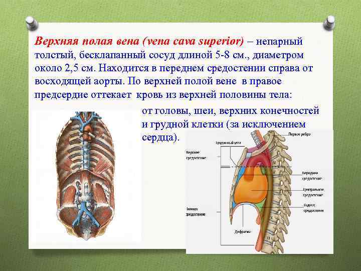 Верхняя полая. Верхняя полая Вена (v. Cava Superior). Верхняя полая полая Вена. Верхняя полая Вена диаметр.