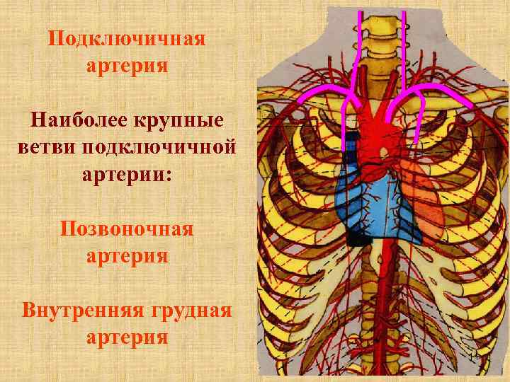 Рисунок подключичной артерии