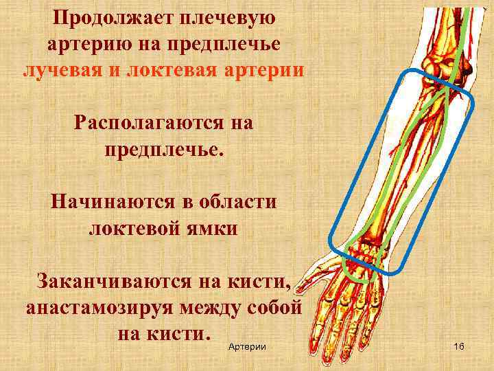 Артерия на запястье. Лучевая и локтевая артерии. Лучевая артерия на предплечье.