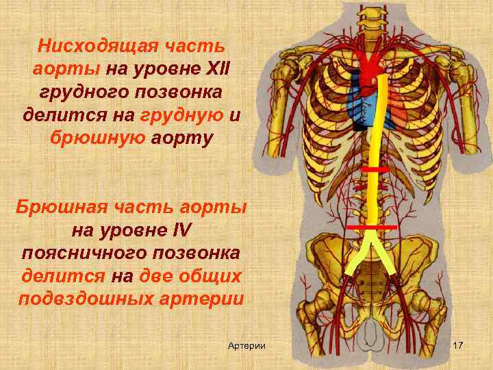 Нисходящая часть аорты на уровне XII грудного позвонка делится на грудную и брюшную аорту