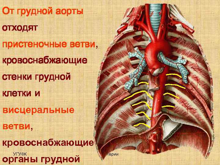 Артерии грудной стенки