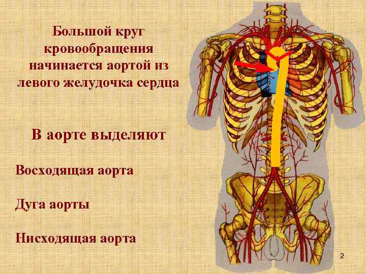 Большой круг кровообращения начинается аортой из левого желудочка сердца В аорте выделяют Восходящая аорта