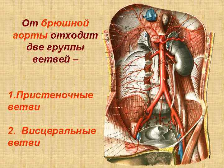 От брюшной аорты отходит две группы ветвей – 1. Пристеночные ветви 2. Висцеральные ветви