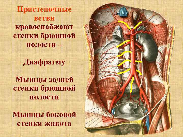 Брюшная артерия