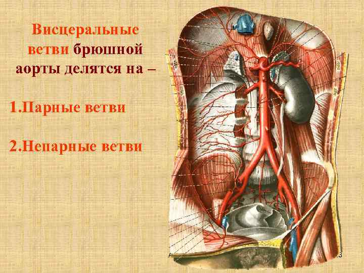 Вертебральная артерия фото